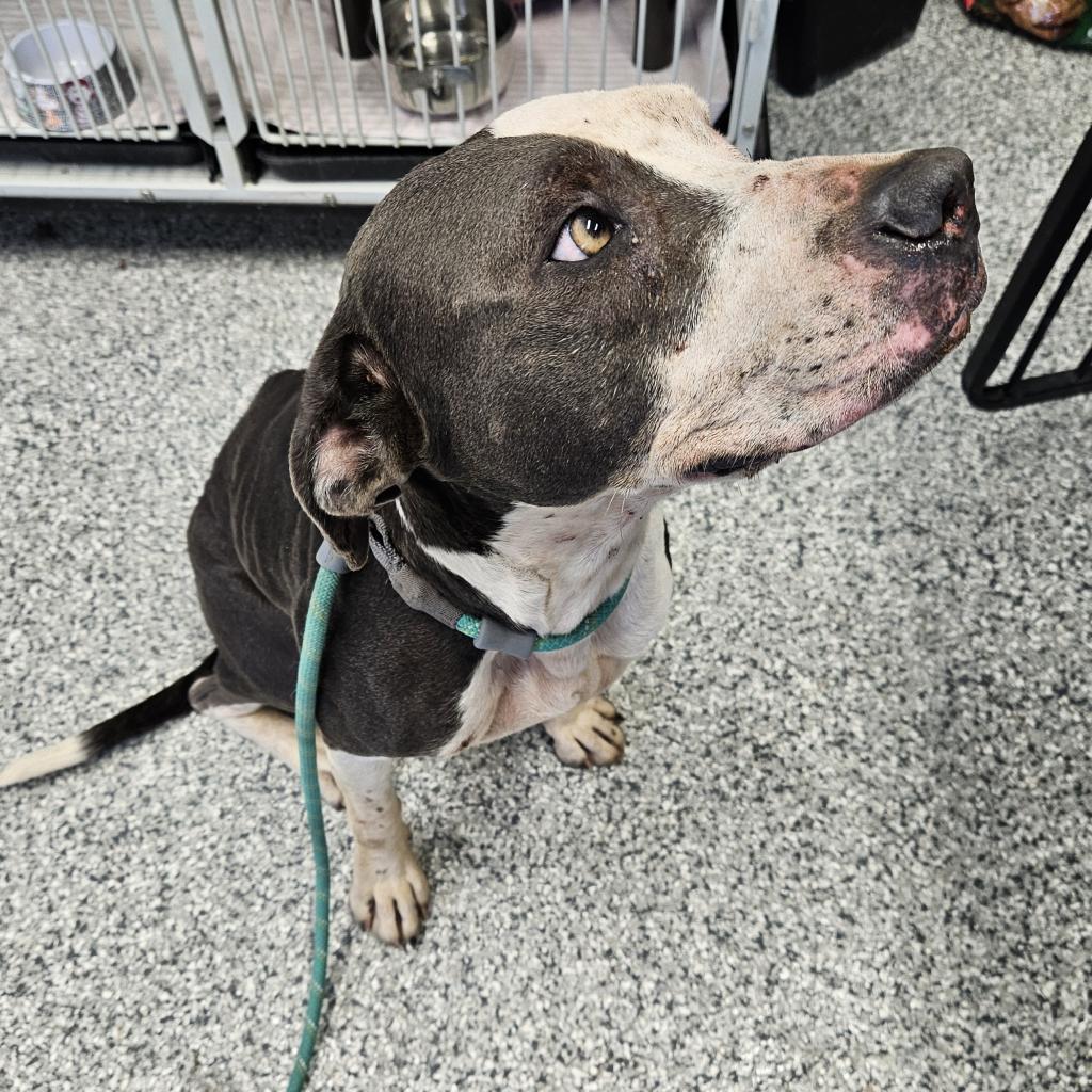 Sunrise, an adoptable Pit Bull Terrier, German Shorthaired Pointer in Kingman, KS, 67068 | Photo Image 2