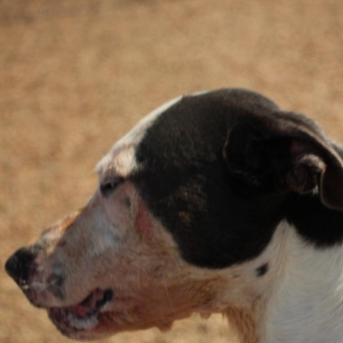 Sunrise, an adoptable Pit Bull Terrier, German Shorthaired Pointer in Kingman, KS, 67068 | Photo Image 3