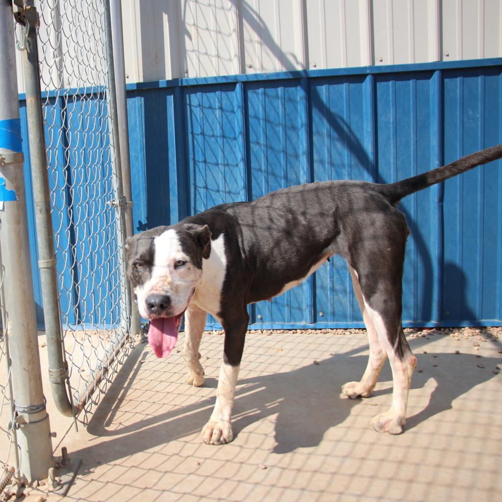 Sunrise, an adoptable Pit Bull Terrier, German Shorthaired Pointer in Kingman, KS, 67068 | Photo Image 3