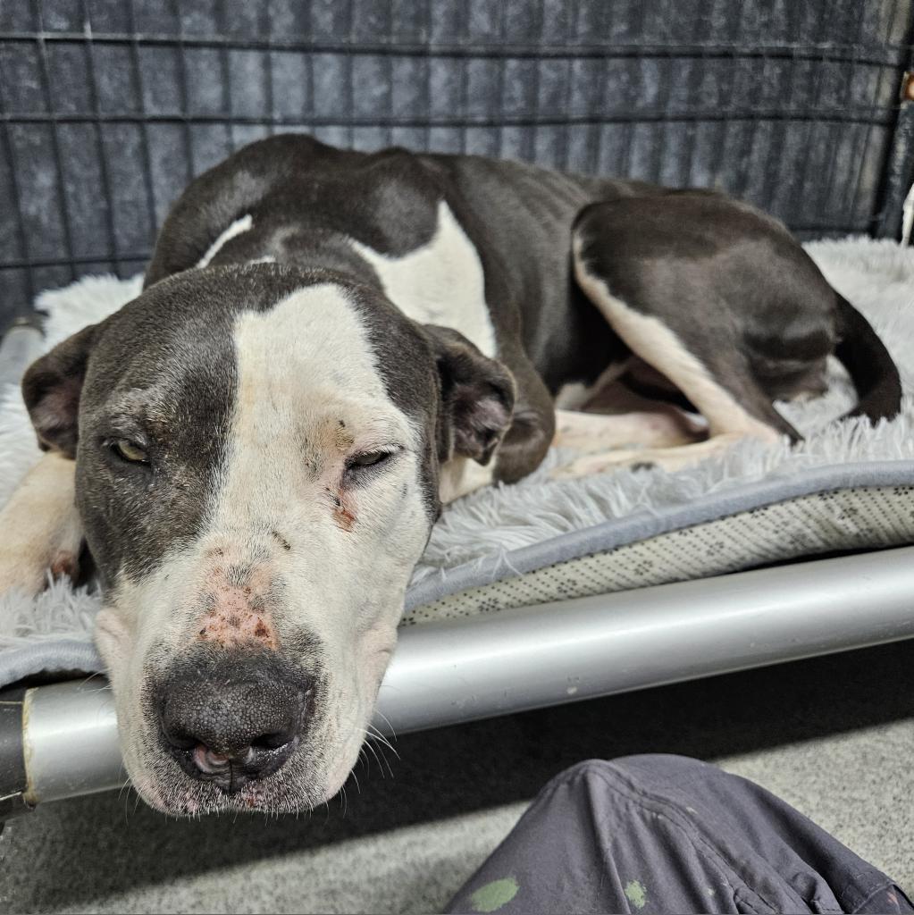 Sunrise, an adoptable Pit Bull Terrier, German Shorthaired Pointer in Kingman, KS, 67068 | Photo Image 4