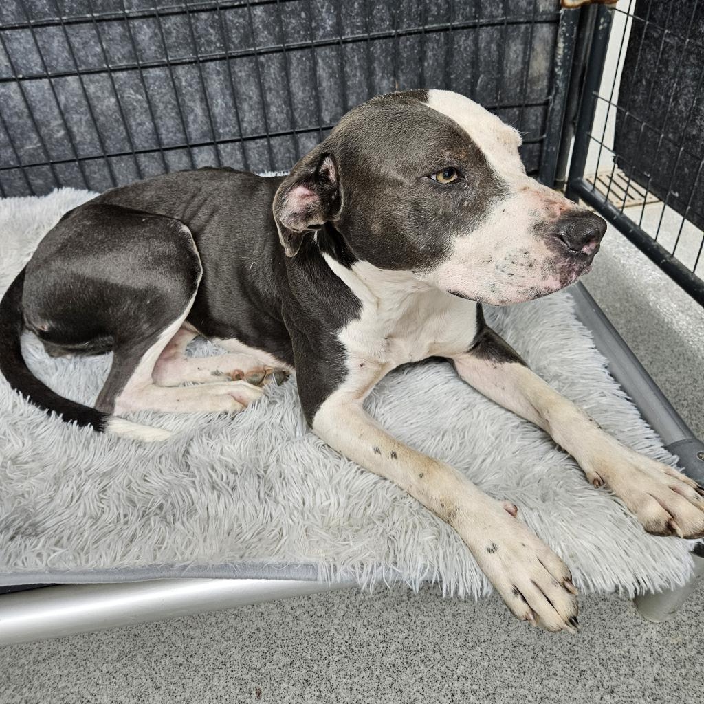 Sunrise, an adoptable Pit Bull Terrier, German Shorthaired Pointer in Kingman, KS, 67068 | Photo Image 5