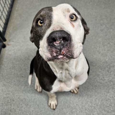 Sunrise, an adoptable Pit Bull Terrier, German Shorthaired Pointer in Kingman, KS, 67068 | Photo Image 6