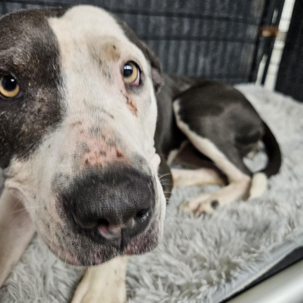 Sunrise, an adoptable Pit Bull Terrier, German Shorthaired Pointer in Kingman, KS, 67068 | Photo Image 6