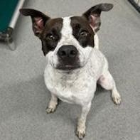 Dottie, an adoptable Australian Cattle Dog / Blue Heeler, American Bulldog in Kingman, KS, 67068 | Photo Image 1