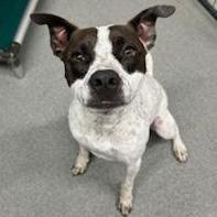 Dottie, an adoptable Australian Cattle Dog / Blue Heeler, American Bulldog in Kingman, KS, 67068 | Photo Image 1