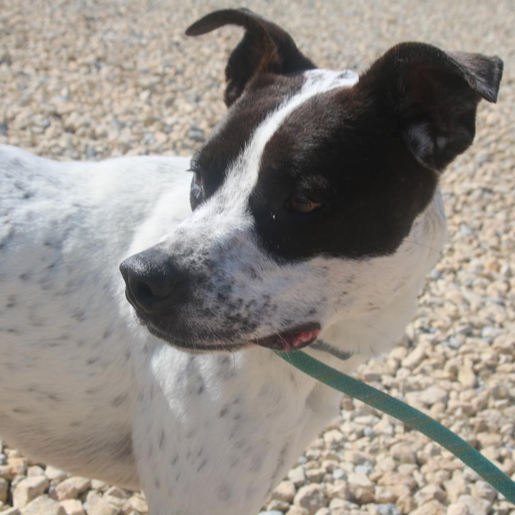 Dottie, an adoptable Australian Cattle Dog / Blue Heeler, American Bulldog in Kingman, KS, 67068 | Photo Image 2