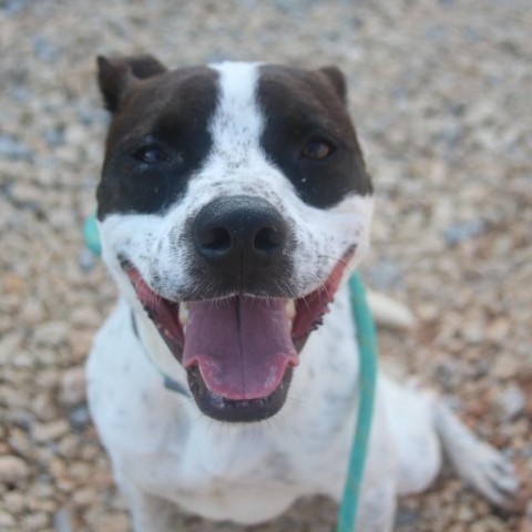 Dottie, an adoptable Australian Cattle Dog / Blue Heeler, American Bulldog in Kingman, KS, 67068 | Photo Image 3