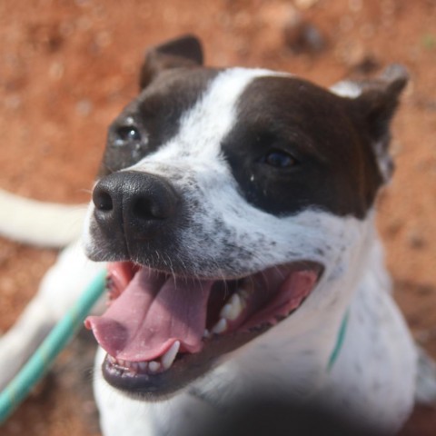 Dottie, an adoptable Australian Cattle Dog / Blue Heeler, American Bulldog in Kingman, KS, 67068 | Photo Image 4