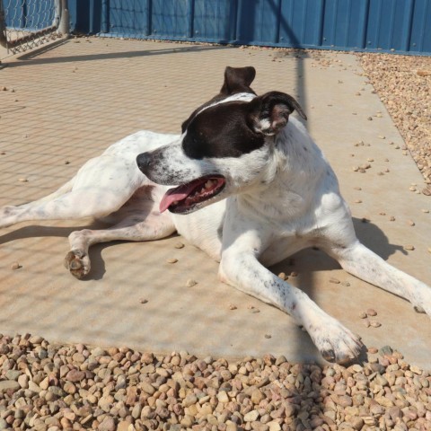 Dottie, an adoptable Australian Cattle Dog / Blue Heeler, American Bulldog in Kingman, KS, 67068 | Photo Image 5