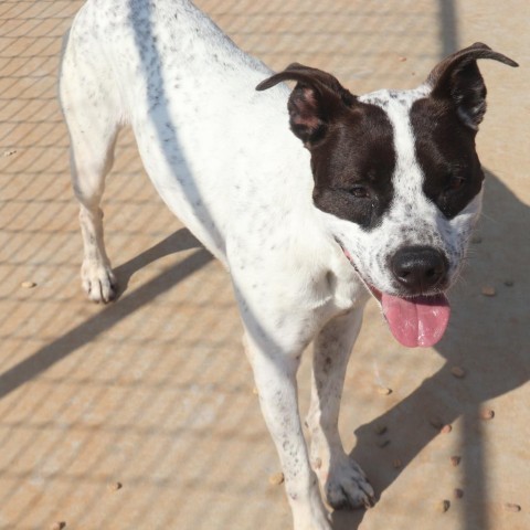 Dottie, an adoptable Australian Cattle Dog / Blue Heeler, American Bulldog in Kingman, KS, 67068 | Photo Image 6