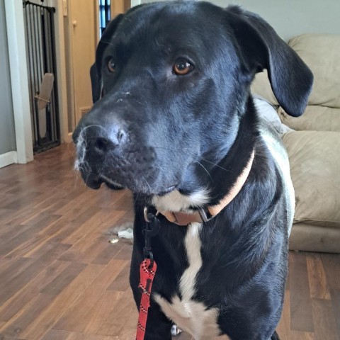 Cooper, an adoptable Black Labrador Retriever, Catahoula Leopard Dog in Kingman, KS, 67068 | Photo Image 1