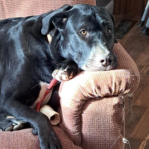 Cooper, an adoptable Black Labrador Retriever, Catahoula Leopard Dog in Kingman, KS, 67068 | Photo Image 2