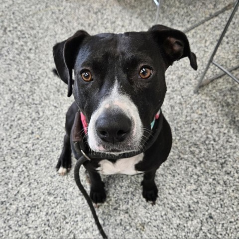 Waverly, an adoptable Boxer, Black Labrador Retriever in Kingman, KS, 67068 | Photo Image 1