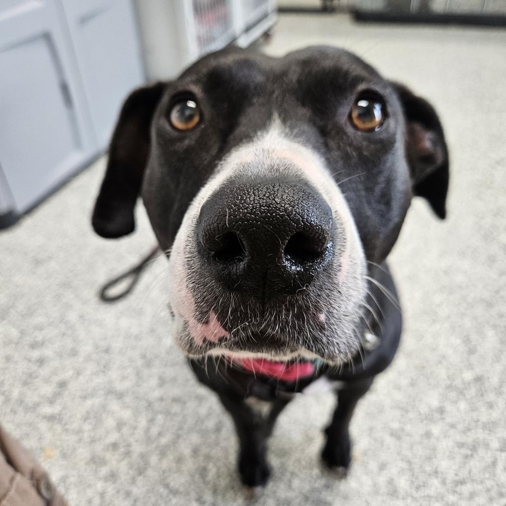 Waverly, an adoptable Boxer, Black Labrador Retriever in Kingman, KS, 67068 | Photo Image 1