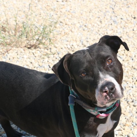 Waverly, an adoptable Boxer, Black Labrador Retriever in Kingman, KS, 67068 | Photo Image 2