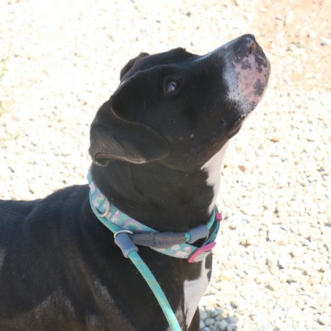 Waverly, an adoptable Boxer, Black Labrador Retriever in Kingman, KS, 67068 | Photo Image 3