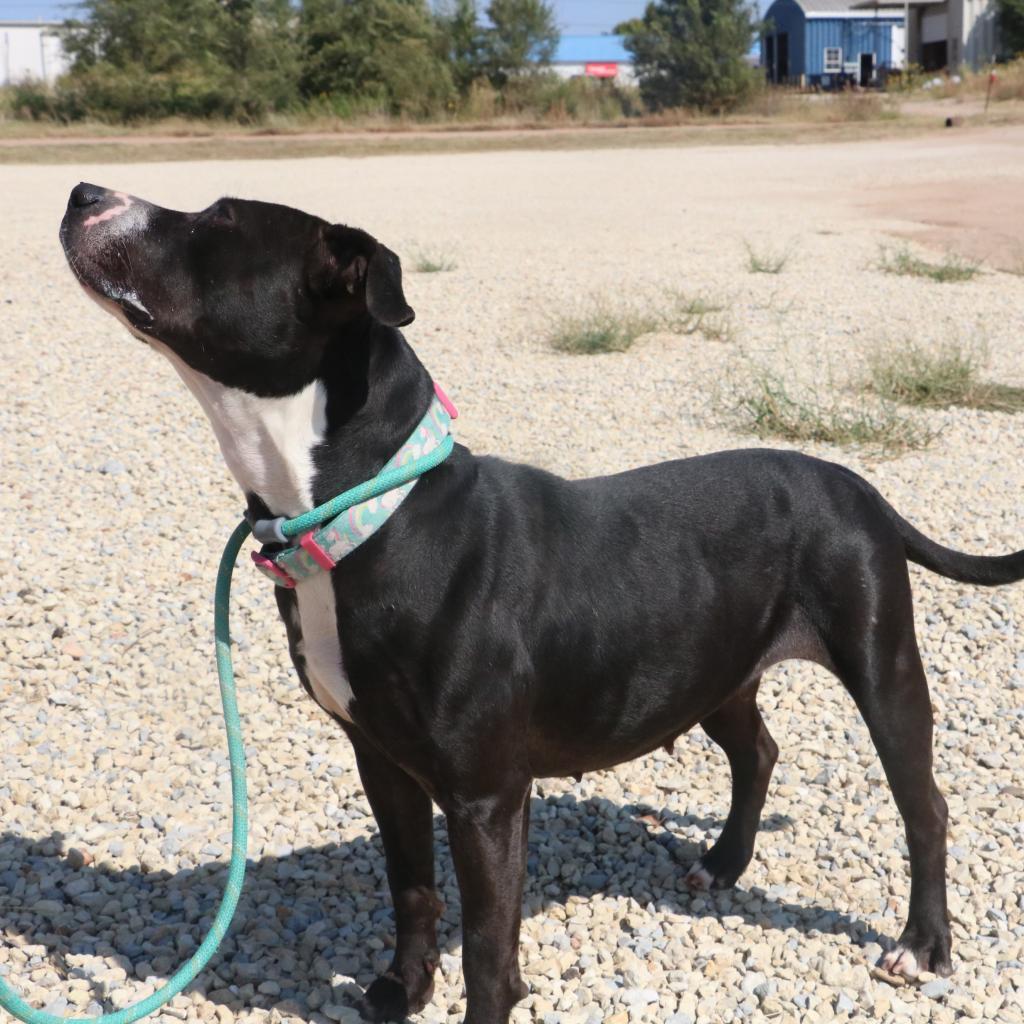 Waverly, an adoptable Boxer, Black Labrador Retriever in Kingman, KS, 67068 | Photo Image 3