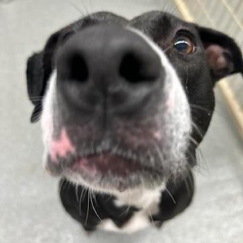 Waverly, an adoptable Boxer, Black Labrador Retriever in Kingman, KS, 67068 | Photo Image 4