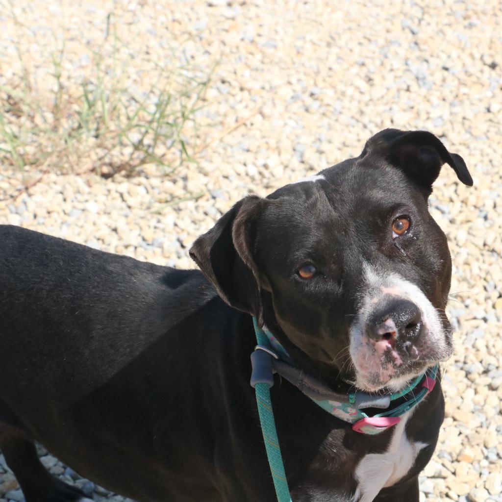Waverly, an adoptable Boxer, Black Labrador Retriever in Kingman, KS, 67068 | Photo Image 4
