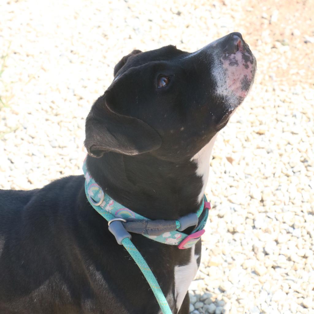 Waverly, an adoptable Boxer, Black Labrador Retriever in Kingman, KS, 67068 | Photo Image 5