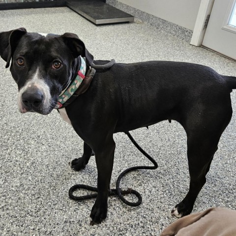 Waverly, an adoptable Boxer, Black Labrador Retriever in Kingman, KS, 67068 | Photo Image 6