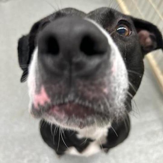 Waverly, an adoptable Boxer, Black Labrador Retriever in Kingman, KS, 67068 | Photo Image 6
