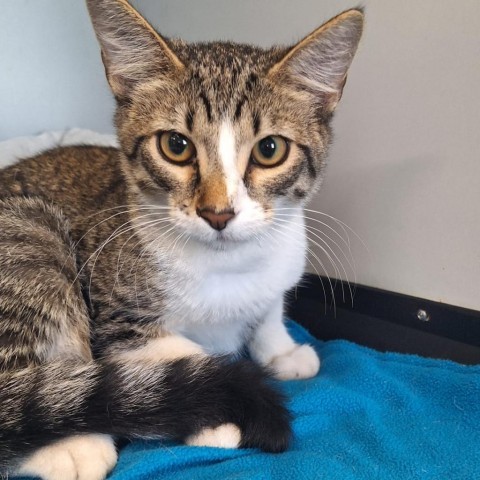 Stripe, an adoptable Domestic Short Hair in Kingman, KS, 67068 | Photo Image 1