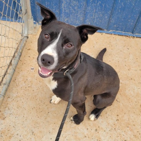 Streak, an adoptable Pit Bull Terrier, Terrier in Kingman, KS, 67068 | Photo Image 1