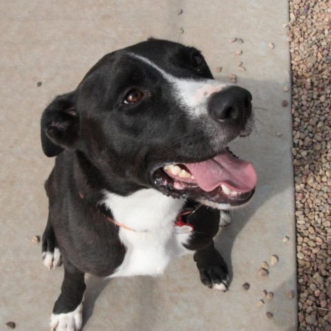 Streak, an adoptable Pit Bull Terrier, Terrier in Kingman, KS, 67068 | Photo Image 2