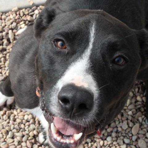 Streak, an adoptable Pit Bull Terrier, Terrier in Kingman, KS, 67068 | Photo Image 3