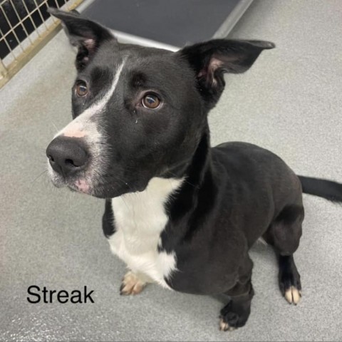 Streak, an adoptable Pit Bull Terrier, Terrier in Kingman, KS, 67068 | Photo Image 4