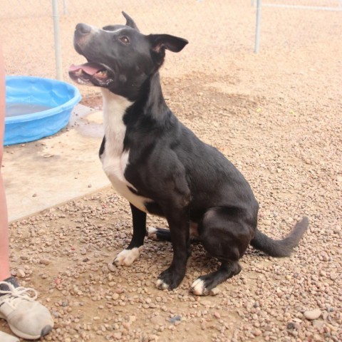 Streak, an adoptable Pit Bull Terrier, Terrier in Kingman, KS, 67068 | Photo Image 6