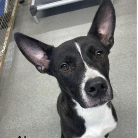 Alan, an adoptable Border Collie, Mixed Breed in Kingman, KS, 67068 | Photo Image 1