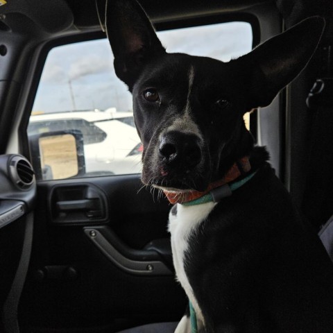 Alan, an adoptable Border Collie, Mixed Breed in Kingman, KS, 67068 | Photo Image 2