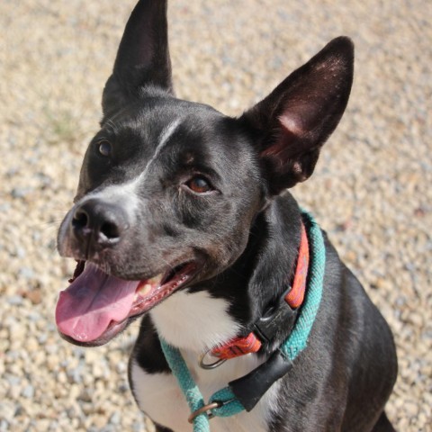 Alan, an adoptable Border Collie, Mixed Breed in Kingman, KS, 67068 | Photo Image 3