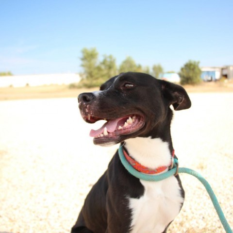 Alan, an adoptable Border Collie, Mixed Breed in Kingman, KS, 67068 | Photo Image 4