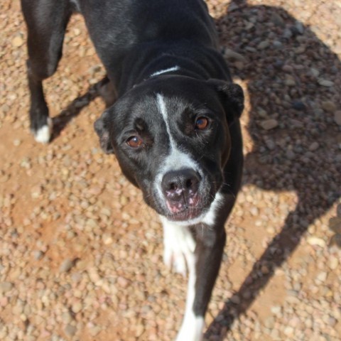 Alan, an adoptable Border Collie, Mixed Breed in Kingman, KS, 67068 | Photo Image 5