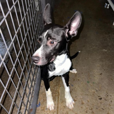 Alan, an adoptable Border Collie, Mixed Breed in Kingman, KS, 67068 | Photo Image 6