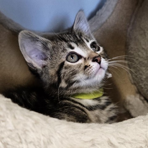 Abby (yellow collar), an adoptable Domestic Short Hair in Kingman, KS, 67068 | Photo Image 1