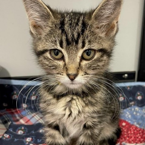 Abby (yellow collar), an adoptable Domestic Short Hair in Kingman, KS, 67068 | Photo Image 2