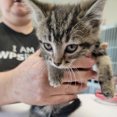 Abby (yellow collar), an adoptable Domestic Short Hair in Kingman, KS, 67068 | Photo Image 3