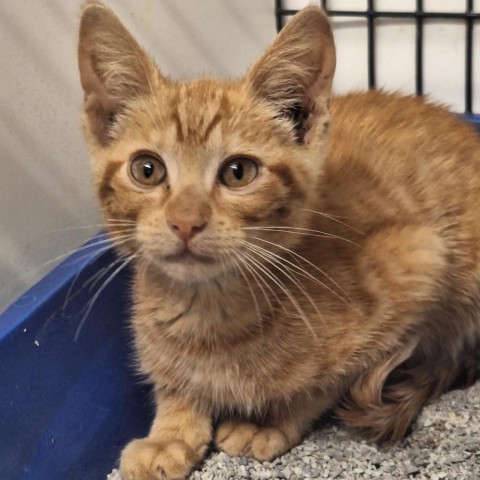 Tang, an adoptable Domestic Short Hair in Kingman, KS, 67068 | Photo Image 1