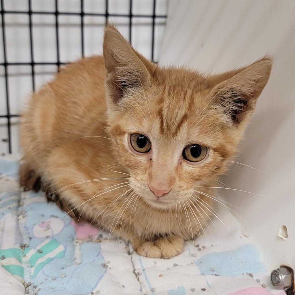 Tang, an adoptable Domestic Short Hair in Kingman, KS, 67068 | Photo Image 2