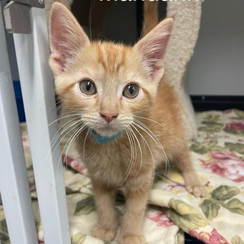 Mandarin, an adoptable Domestic Short Hair in Kingman, KS, 67068 | Photo Image 1