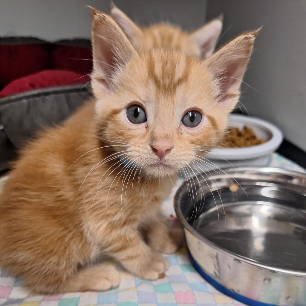 Mandarin, an adoptable Domestic Short Hair in Kingman, KS, 67068 | Photo Image 3