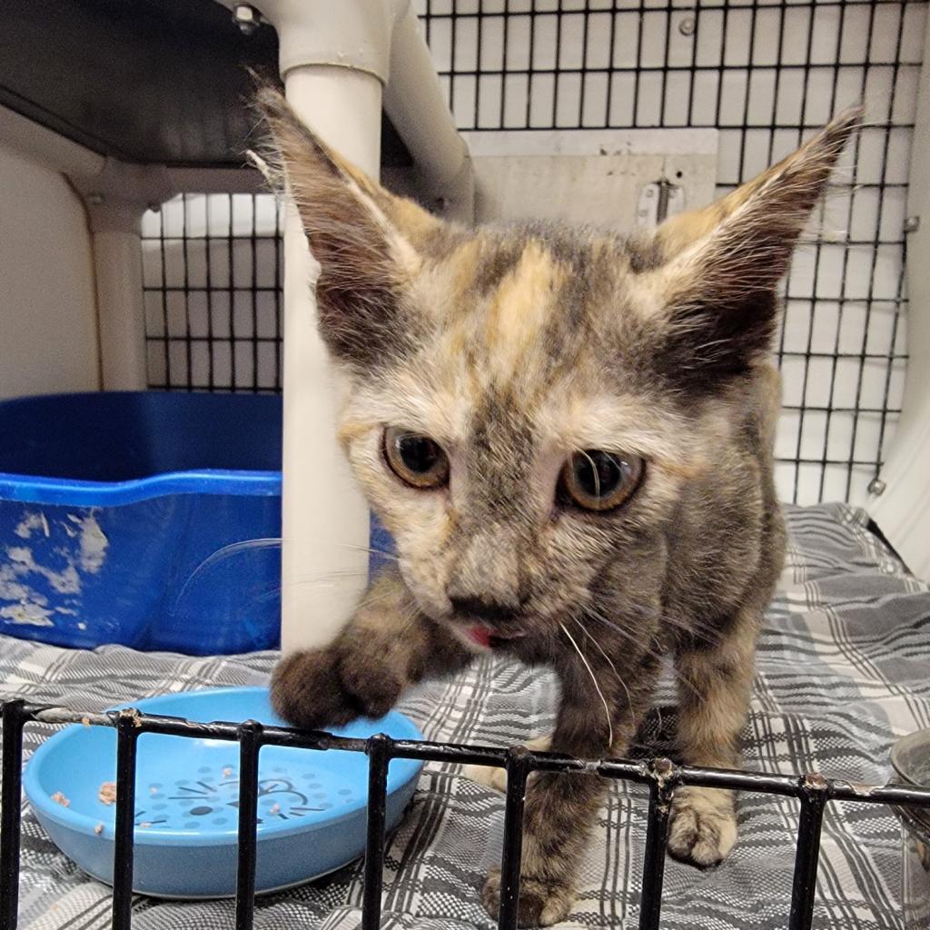 Skittles, an adoptable Domestic Short Hair in Kingman, KS, 67068 | Photo Image 1