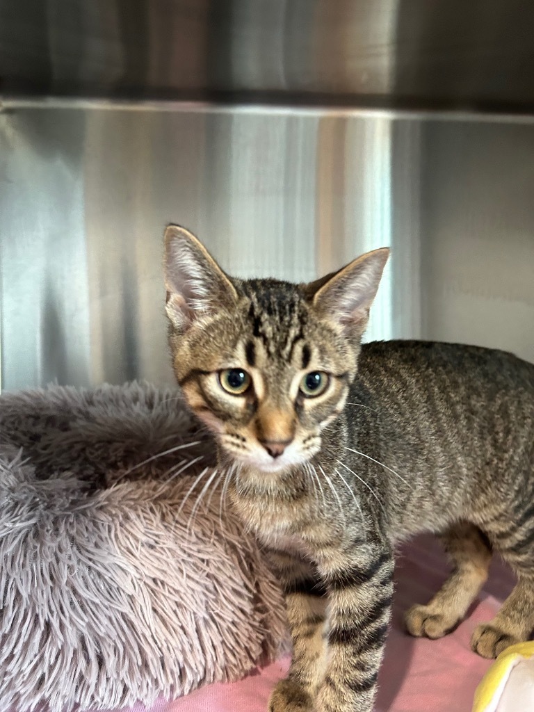 L02 Lenny Landis, an adoptable Domestic Short Hair in Ashland, WI, 54806 | Photo Image 2