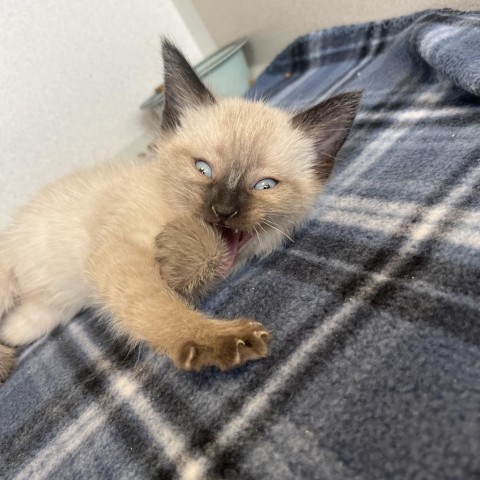 Peeper (24-2Y-2), an adoptable Domestic Short Hair in Rifle, CO, 81650 | Photo Image 1