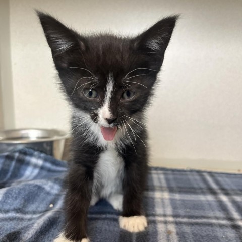 Creeper (24-2Y-1), an adoptable Domestic Short Hair in Rifle, CO, 81650 | Photo Image 1