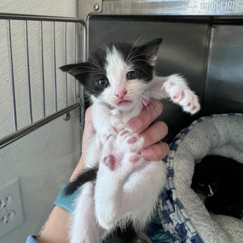 When (24-2P-1), an adoptable Domestic Short Hair in Rifle, CO, 81650 | Photo Image 1